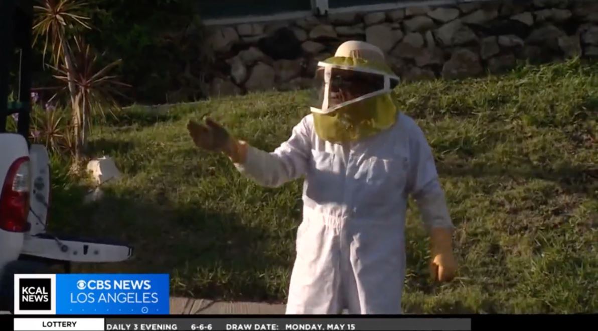 Police Officer collapses on live TV following attack from ‘cloud of hundreds of bees’ 5