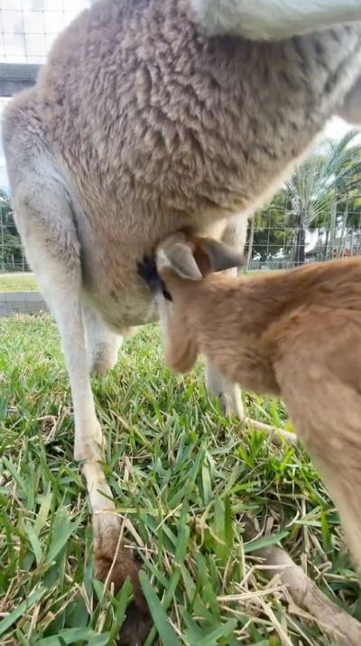 Startling discovery uncovers the startling secrets within a kangaroo's pouch 1