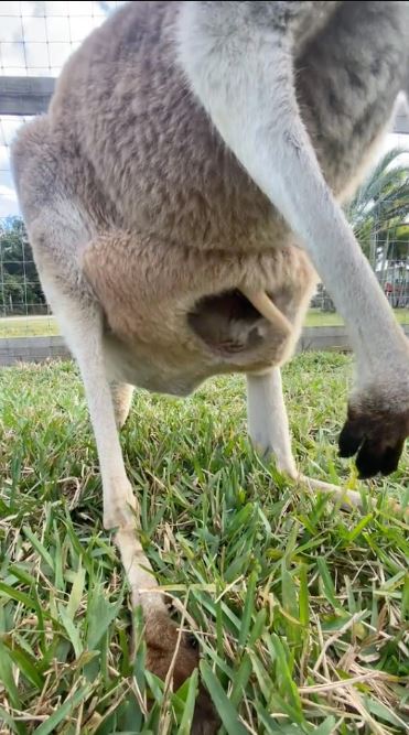 Startling discovery uncovers the startling secrets within a kangaroo's pouch 2