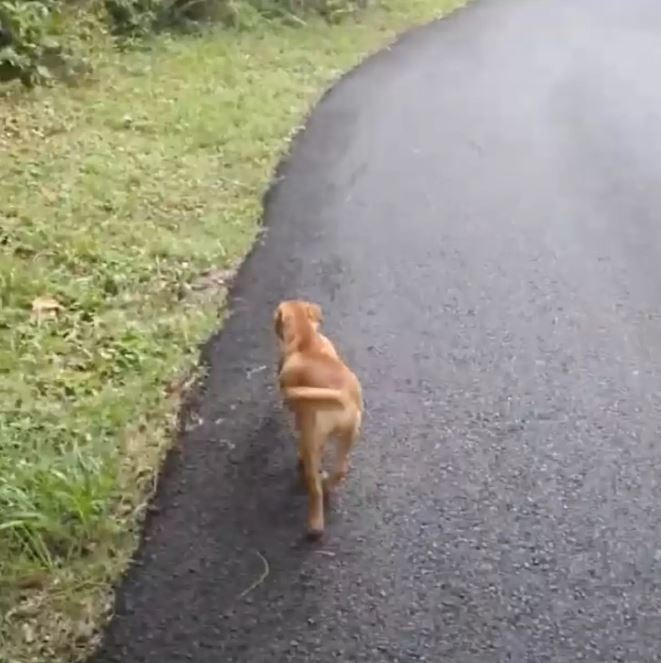 Unexpected encounter: Woman in the woods receives a pleading visit from a stray dog 1
