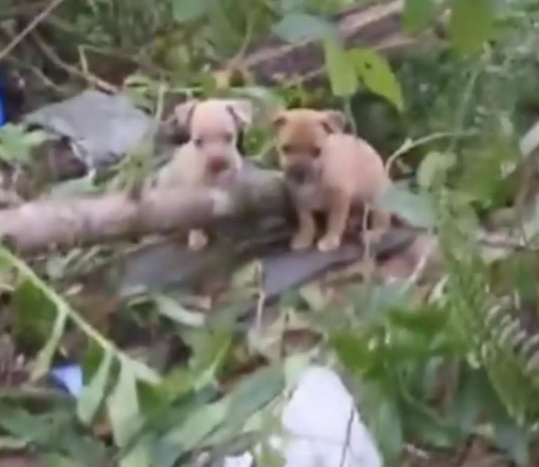 Unexpected encounter: Woman in the woods receives a pleading visit from a stray dog 3