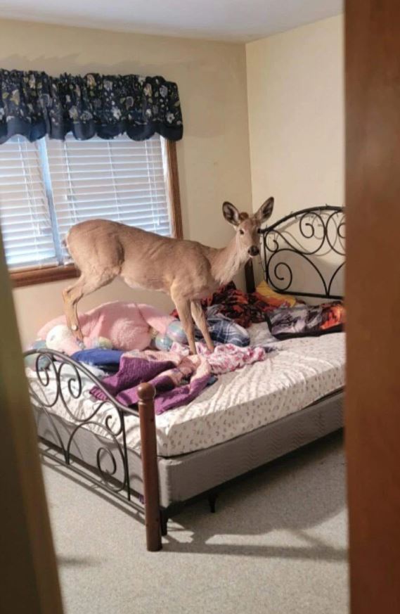  Woman's shock as a deer wanders into her home during dinner preparation 2