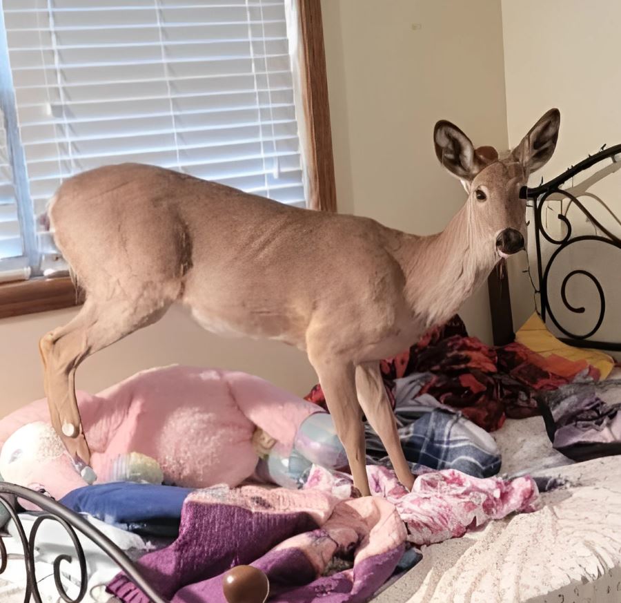  Woman's shock as a deer wanders into her home during dinner preparation 3