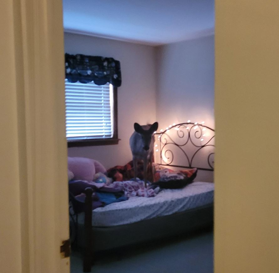  Woman's shock as a deer wanders into her home during dinner preparation 4