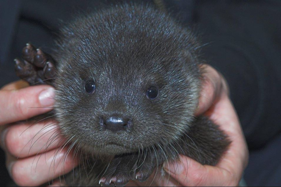 Baby otter in tears on doorstep after losing mother 1