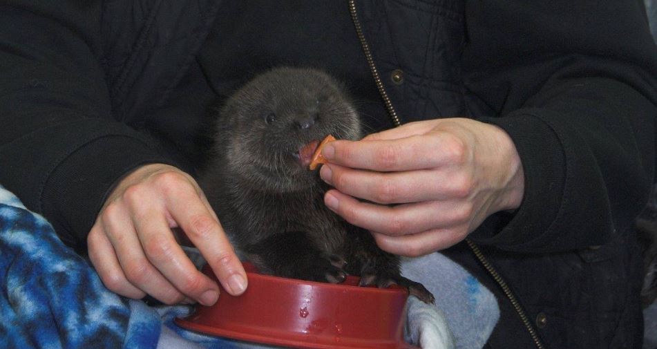 Baby otter in tears on doorstep after losing mother 3