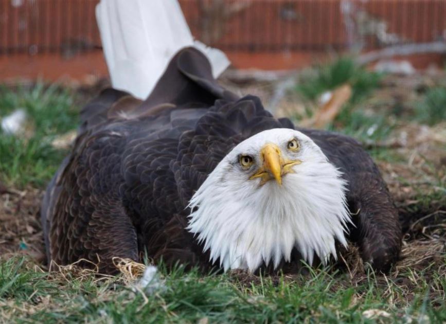 Male bald eagle provided with a chick to nurture after peculiar rock-hatching attempt 2 Male bald eagle provided with a chick to nurture after peculiar rock-hatching attempt 2