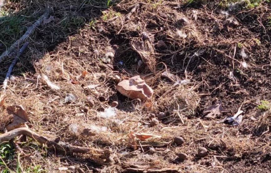  Male bald eagle provided with a chick to nurture after peculiar rock-hatching attempt 1