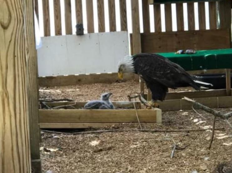  Male bald eagle provided with a chick to nurture after peculiar rock-hatching attempt 3