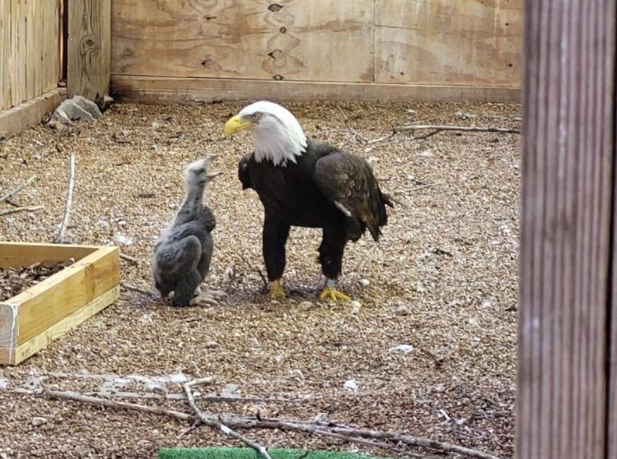  Male bald eagle provided with a chick to nurture after peculiar rock-hatching attempt 4