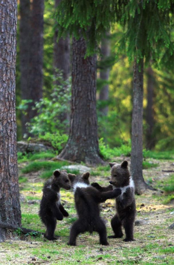 Teacher's astounding photos capture playful baby bears 'dancing' in the enchanting forests of Finland 1