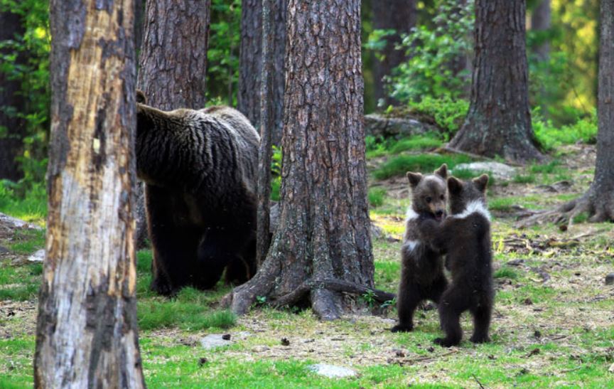 Teacher's astounding photos capture playful baby bears 'dancing' in the enchanting forests of Finland 2