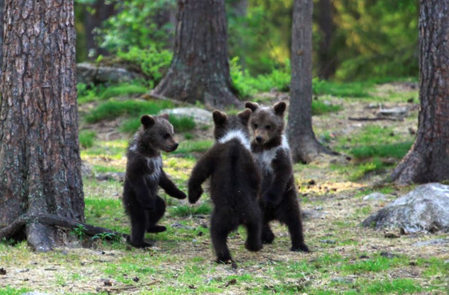 Teacher's astounding photos capture playful baby bears 'dancing' in the enchanting forests of Finland 3
