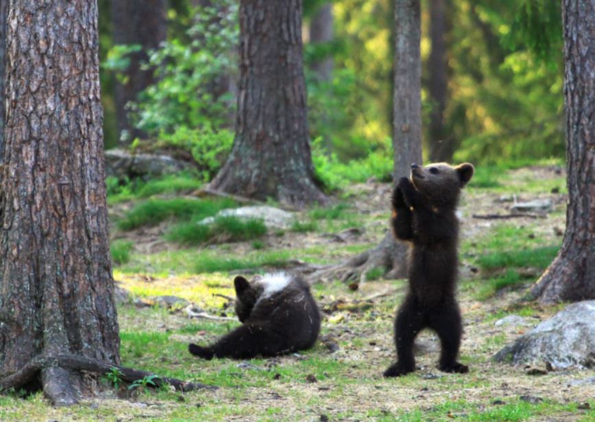 Teacher's astounding photos capture playful baby bears 'dancing' in the enchanting forests of Finland 4