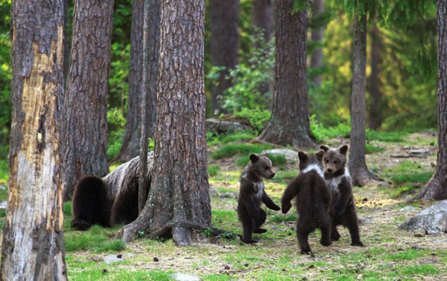 Teacher's astounding photos capture playful baby bears 'dancing' in the enchanting forests of Finland 5