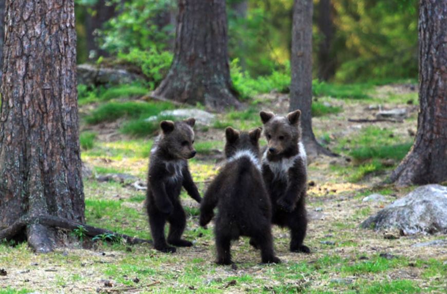 Teacher's astounding photos capture playful baby bears 'dancing' in the enchanting forests of Finland 6