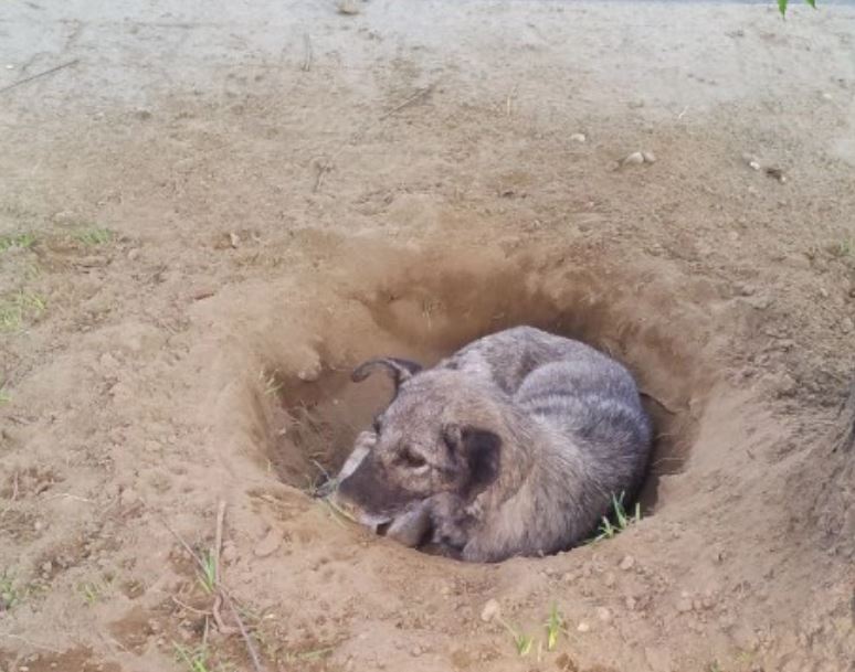 Abandoned dog sat in one spot for days waiting for its former owner to return 2