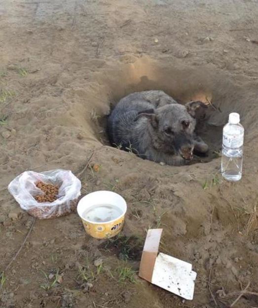 Abandoned dog sat in one spot for days waiting for its former owner to return 3