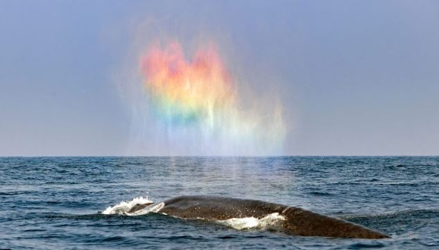 Blue Whale's enchanting breath forms a rainbow heart 1