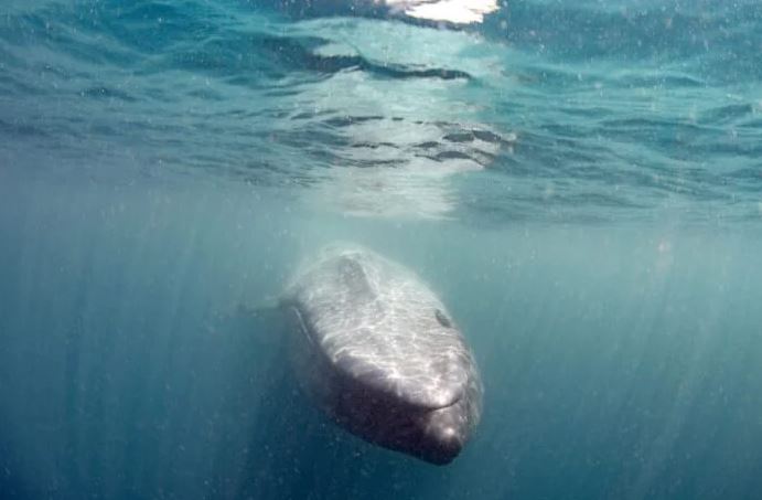 Blue Whale's enchanting breath forms a rainbow heart 2