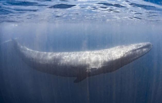Blue Whale's enchanting breath forms a rainbow heart 3