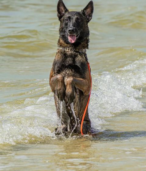 Florida man's dramatic battle with alligator to protect his furry companion 3