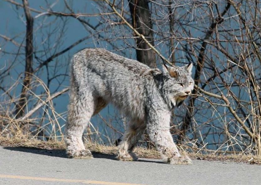 Majestic feline stuns onlookers with elegant stroll through city streets 1