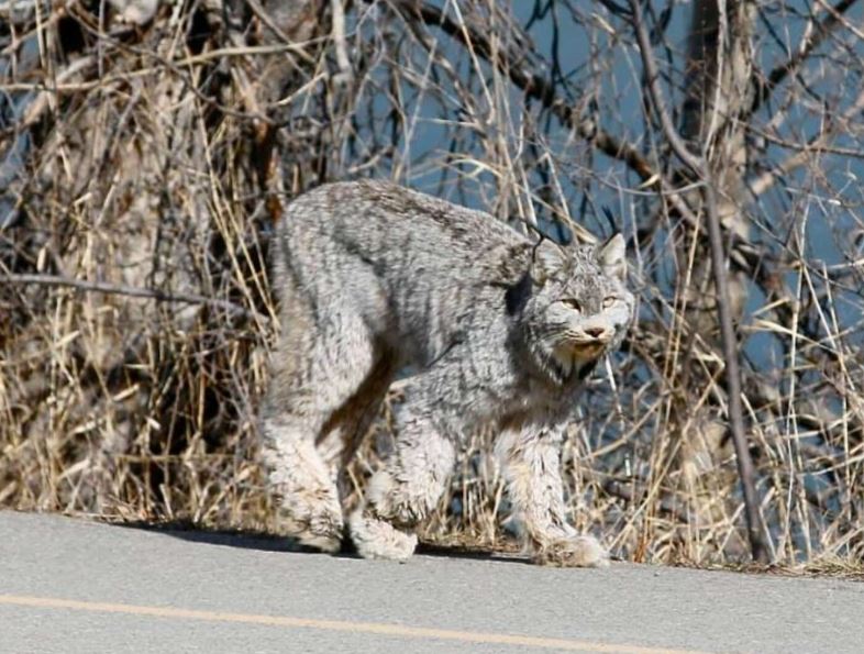 Majestic feline stuns onlookers with elegant stroll through city streets 2