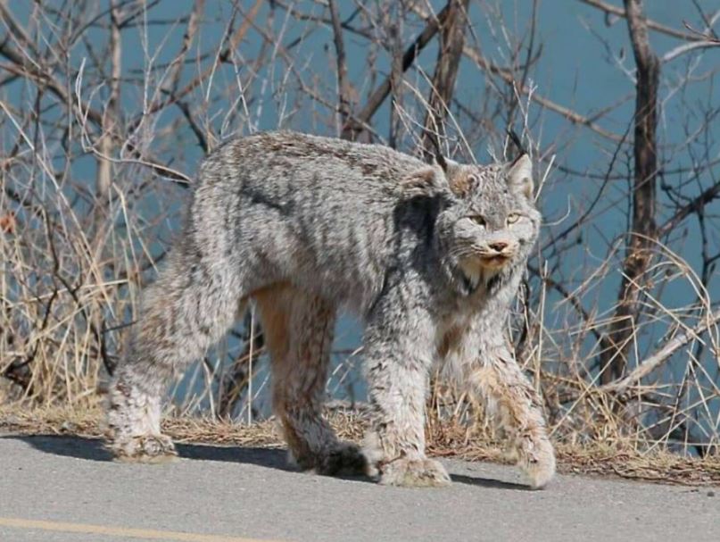 Majestic feline stuns onlookers with elegant stroll through city streets 3