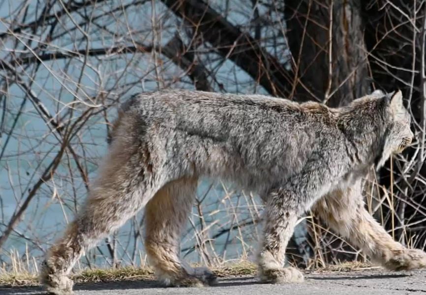 Majestic feline stuns onlookers with elegant stroll through city streets 4