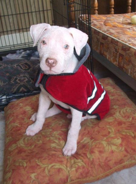 Man returns to adopt the dog he rescued, filling the pup's heart with happiness 5