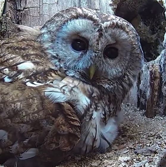 Owl mom whose eggs didn’t hatch finds overwhelming joy with babies in her nest 1