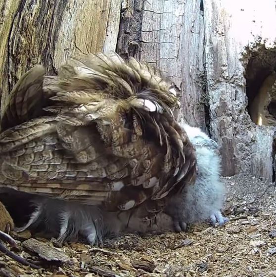 Owl mom whose eggs didn’t hatch finds overwhelming joy with babies in her nest 2