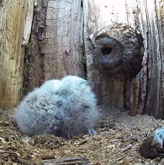 Owl mom whose eggs didn’t hatch finds overwhelming joy with babies in her nest 3