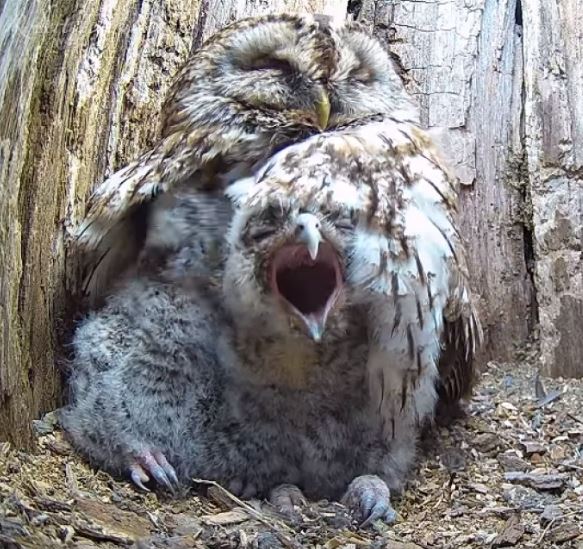 Owl mom whose eggs didn’t hatch finds overwhelming joy with babies in her nest 4
