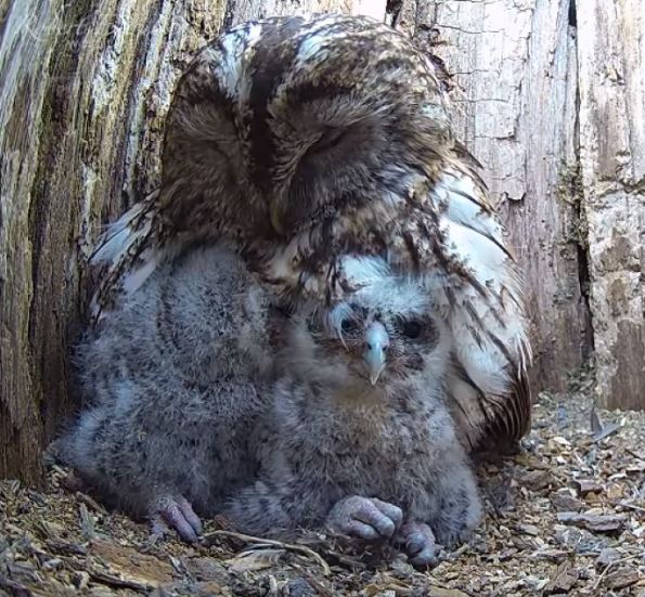 Owl mom whose eggs didn’t hatch finds overwhelming joy with babies in her nest 5