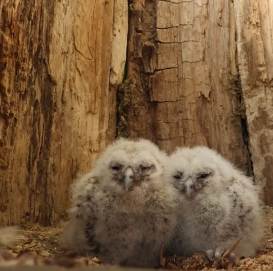 Owl mom whose eggs didn’t hatch finds overwhelming joy with babies in her nest 6