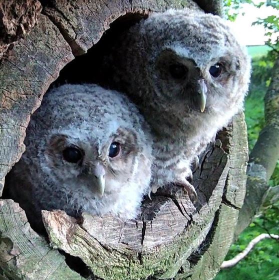 Owl mom whose eggs didn’t hatch finds overwhelming joy with babies in her nest 7
