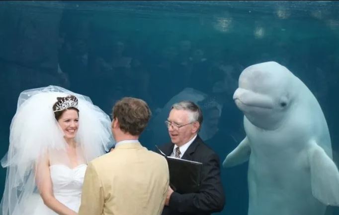 The unforgettable wedding guest: Beluga whale's presence sparks side-splitting photoshop battle 1