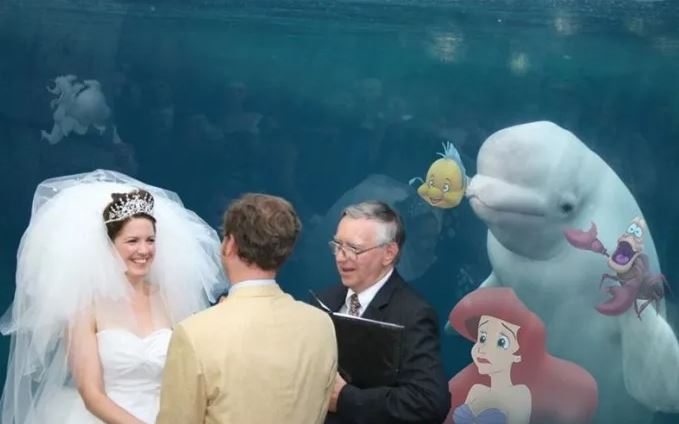 The unforgettable wedding guest: Beluga whale's presence sparks side-splitting photoshop battle 2