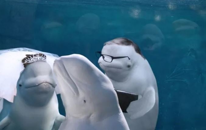 The unforgettable wedding guest: Beluga whale's presence sparks side-splitting photoshop battle 4
