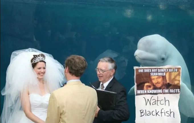 The unforgettable wedding guest: Beluga whale's presence sparks side-splitting photoshop battle 5