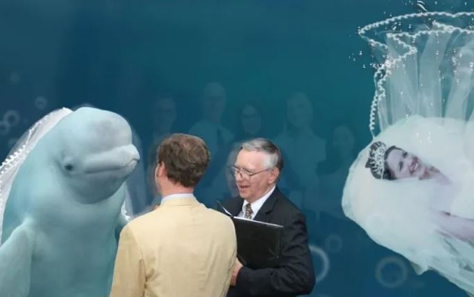 The unforgettable wedding guest: Beluga whale's presence sparks side-splitting photoshop battle 6