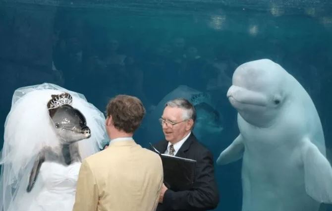 The unforgettable wedding guest: Beluga whale's presence sparks side-splitting photoshop battle 7
