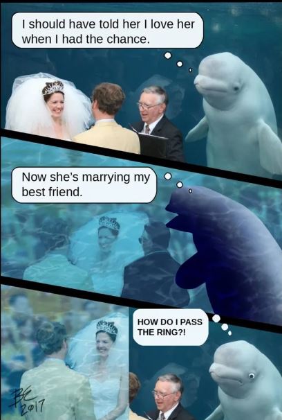 The unforgettable wedding guest: Beluga whale's presence sparks side-splitting photoshop battle 8