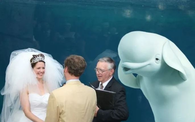 The unforgettable wedding guest: Beluga whale's presence sparks side-splitting photoshop battle 3