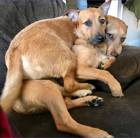 A dog discovers 'twin' on the street and successfully persuades its mom to adopt 1