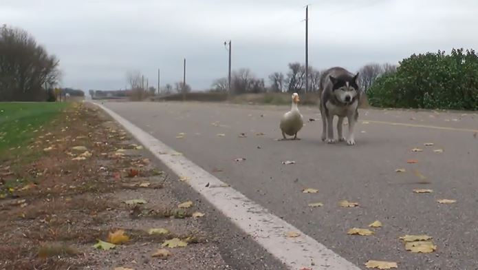 Max Malamute and Duck form an endearing bond, welting hearts everywhere 1