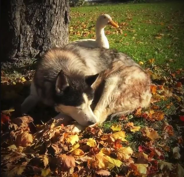 Max Malamute and Duck form an endearing bond, welting hearts everywhere 2