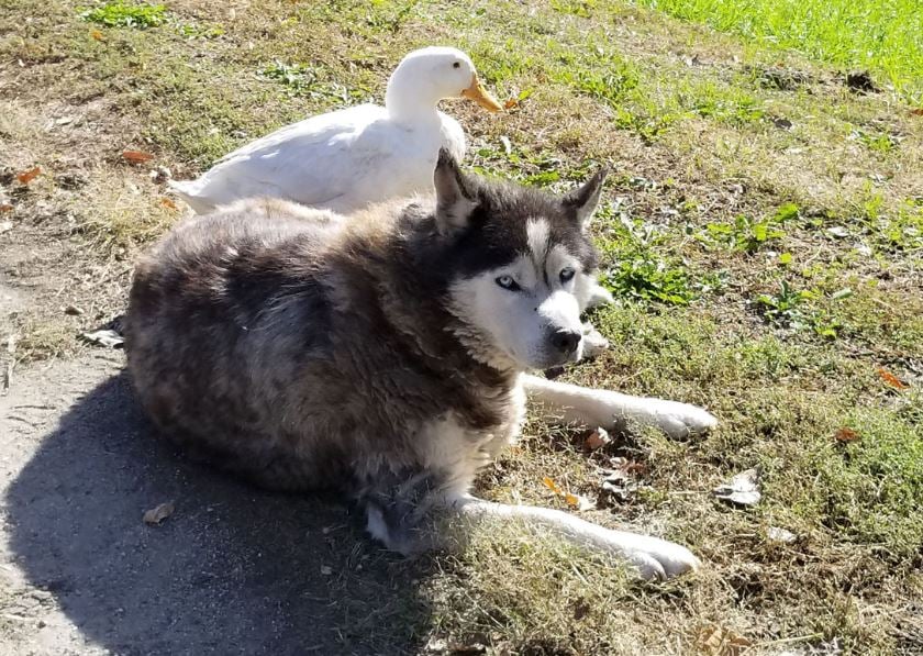 Max Malamute and Duck form an endearing bond, welting hearts everywhere 4